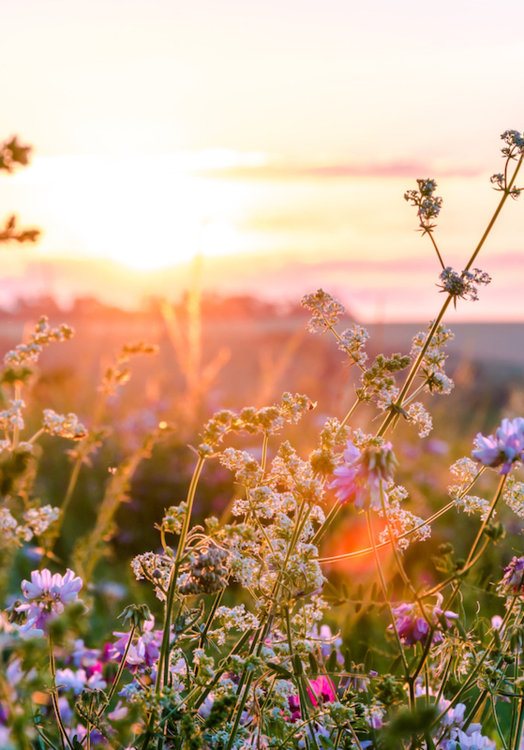 Beautiful wildflowers on a green meadow. Warm summer evening with a bright meadow during sunset. Grass silhouette in the light of the golden setting sun. Beautiful nature landscape with sunbeams.